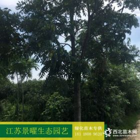 供应臭椿、臭椿价格/图片/基地 优质臭椿苗圃直销