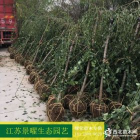 供应垂梅、垂梅价格/图片/基地 优质垂梅苗圃直销