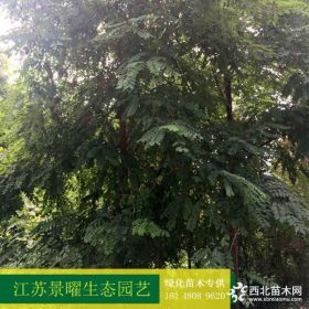 供应刺槐、刺槐价格/图片/基地 优质刺槐苗圃直销