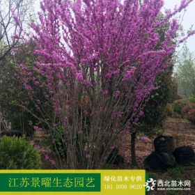 供应丛生紫荆、紫荆产地_江苏景曜生态苗圃基地