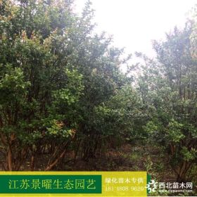 供应丛生紫薇价格/图片_紫薇产地_江苏景曜生态苗圃基地