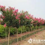 紅花（3公分-4公分-5公分-6公分）紫薇樹價格