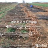 山东苹果树苗、苹果树苗新品种、苹果树苗价格多少