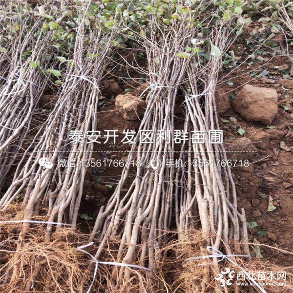 苹果树苗、苹果树苗价格多少、苹果树苗基地