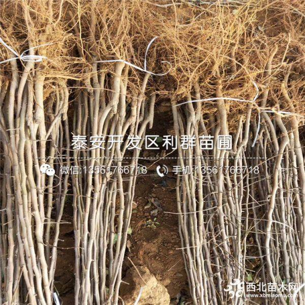 秦脆苹果苗、秦脆苹果树苗、秦脆苹果树苗新品种