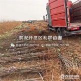 山东苹果树苗、山东苹果树苗批发、山东苹果树苗基地