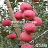 煙富3號(hào)蘋果樹苗、煙富3號(hào)蘋果樹苗價(jià)格及報(bào)價(jià)