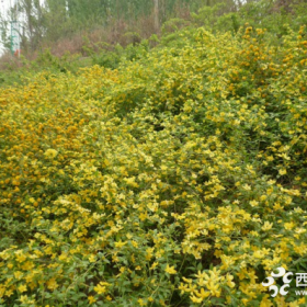 花石榴、迎春、棣棠、连翘、丁香