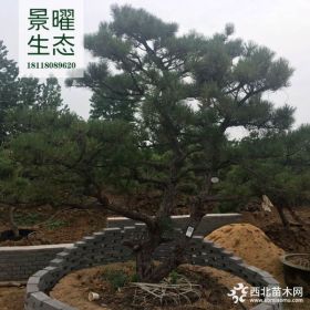 供应黑松、黑松价格/图片/基地 优质黑松苗圃直销