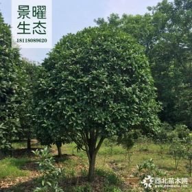 供应桂花、金桂、八月桂价格/图片/基地 优质桂花树苗圃直销