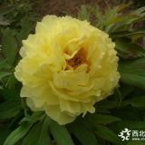 種植觀賞牡丹 芍藥 蘆筍 市場(chǎng)價(jià)位多少