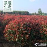 供應紅葉石楠球、石楠球價格/圖片/產(chǎn)地_江蘇景曜生態(tài)苗圃基地