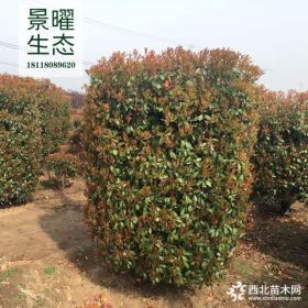 供应红叶石楠柱价格/图片_石楠柱产地_江苏景曜生态苗圃基地