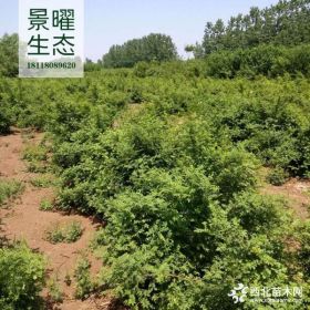 供应黄刺梅、黄刺玫价格/图片/基地 优质黄刺梅苗圃直销