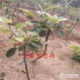 3公分苹果树苗当年能结果吗 苹果苗哪里有 晚熟品种苹果苗价格