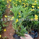 黄金菊种植方法 黄金菊2019年价格表 黄金菊小苗