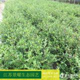 供應(yīng)茶梅、茶梅小苗價格/圖片/基地 優(yōu)質(zhì)茶梅苗圃直銷