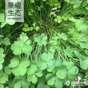 供應(yīng)紅花草、紅花酢漿草價(jià)格/圖片/基地 優(yōu)質(zhì)紅花草苗圃直銷(xiāo)