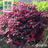 供應(yīng)繼木球、紅花繼木球價格/產(chǎn)地_江蘇景曜生態(tài)苗圃基地