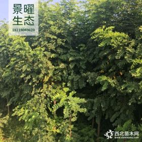 供应红花槐、红花刺槐价格/图片/基地 优质槐树苗圃直销