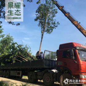 供应黄金树价格/图片_黄金树产地_江苏景曜生态苗圃基地