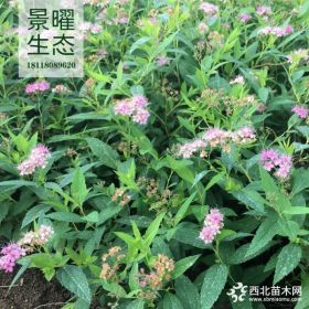 供應(yīng)金山繡線菊價格/圖片_繡線菊產(chǎn)地_江蘇景曜生態(tài)苗圃