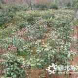 1米2紅葉石楠球價格，苗圃紅葉石楠光球什么價格