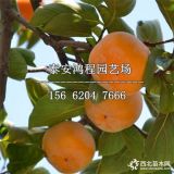 涉縣柿子苗價(jià)格、中農(nóng)紅燈籠柿子苗多少錢(qián)一棵