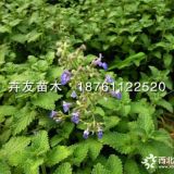 荊芥 中藥荊芥 香荊芥 優(yōu)質(zhì)荊芥地被植物