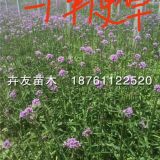 柳葉馬鞭草 多年生柳葉馬鞭草小苗 地被花卉馬鞭草