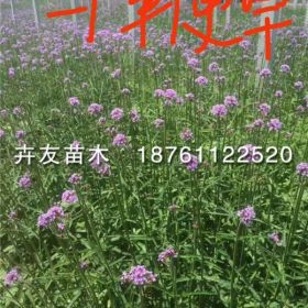 柳叶马鞭草 多年生柳叶马鞭草小苗 地被花卉马鞭草