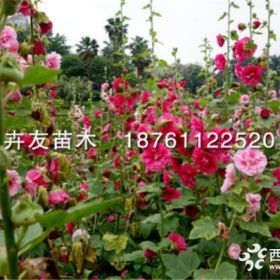 供应蜀葵 一丈红 二年生草本蜀葵小苗 蜀葵价格