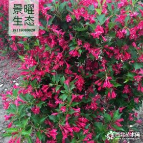 供應(yīng)錦帶花價格/圖片_紅王子錦帶產(chǎn)地_江蘇景曜生態(tài)苗圃基地