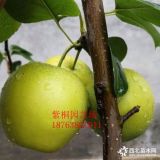 現(xiàn)在梨樹(shù)苗哪個(gè)品種熱門(mén)，怎么樣管理好梨樹(shù)苗豐產(chǎn)，一畝地種