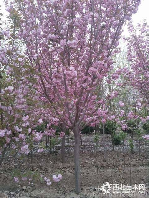 樱花树价格