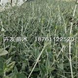 水果兰 沭阳水果兰农户直销 优良观赏性植物水果兰