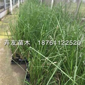 香根草 香根草小苗 批发香根草品种纯正 量大从优