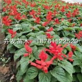 一串紅 爆仗紅 象牙紅 一串紅小苗2019價格