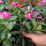 長春花 長春花什么時候開花？長春花小苗價格多少?