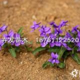 紫花地丁 農(nóng)戶直銷紫花地丁小苗 批發(fā)采購(gòu)紫花地丁