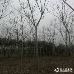 栾树