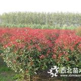 1米紅葉石楠球價格，優(yōu)質(zhì)紅葉石楠球什么價格