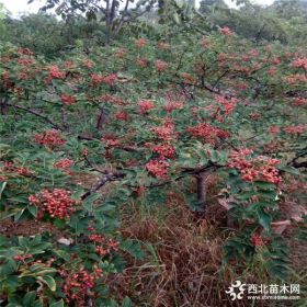 花椒苗哪里有卖 花椒苗多少钱一颗 1公分花椒苗报价