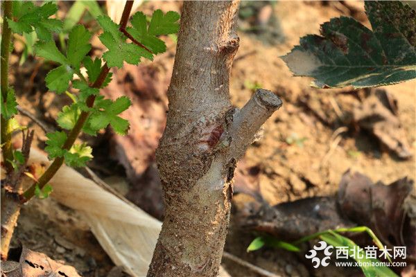 紅河山楂苗