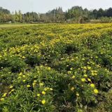 木春菊批发价格 木春菊基地 出售木春菊 木春菊基地