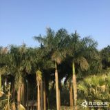 大王椰子價格 大王椰子基地報價表