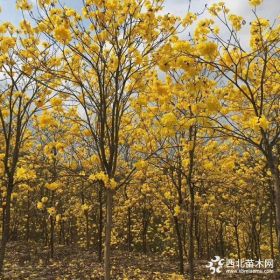 黄花风铃木价格 基地黄花风铃木多少钱一棵