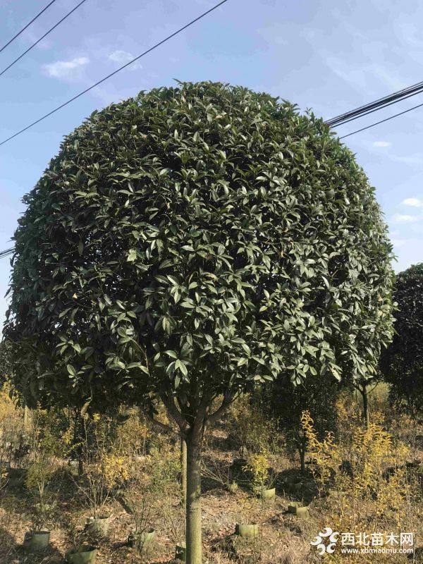 高桿桂花