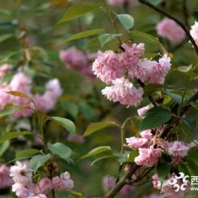 今年樱花报价一棵樱花一般多少钱