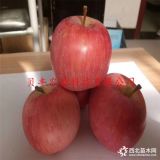 蘋(píng)果苗哪個(gè)品種好吃產(chǎn)量高 晚熟蘋(píng)果苗哪里有 3年蘋(píng)果苗價(jià)格